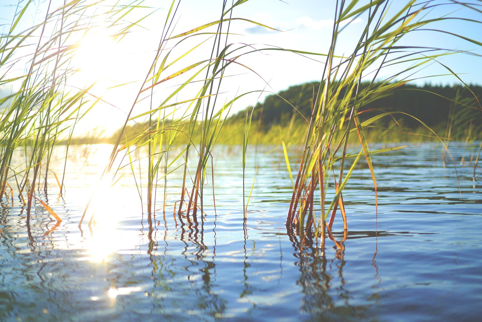 Close-up of tall green grass growing in shallow water with sunlight reflecting off the surface and a blurred background of trees.