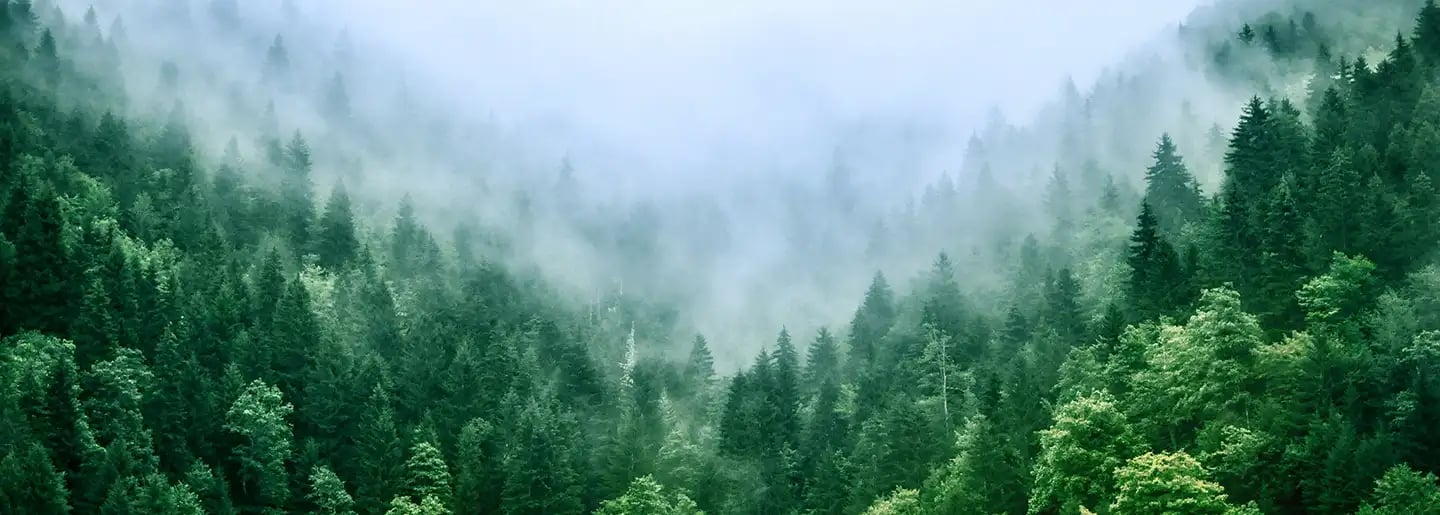 Ein dichter grüner Wald mit hohen immergrünen Bäumen ist teilweise in Nebel gehüllt und schafft eine sanfte, verträumte Atmosphäre. Der Nebel hängt tief zwischen den Baumkronen, verdeckt die Hügel im Hintergrund und verleiht dem Bild eine geheimnisvolle Atmosphäre.